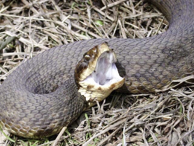 Cottonmouth City