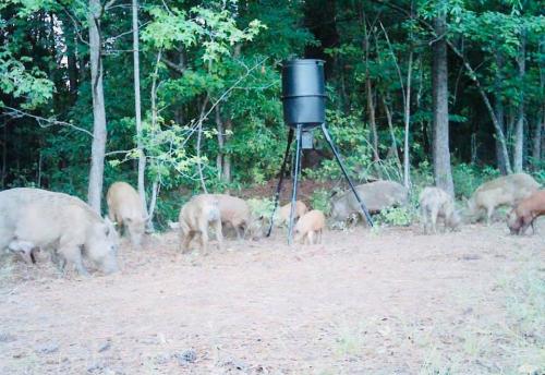 Cherokee-Run-Hunting-Lodge-Feb-2020-8