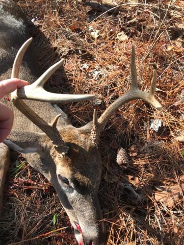 Cherokee-Run-South-Carolina-Hunting